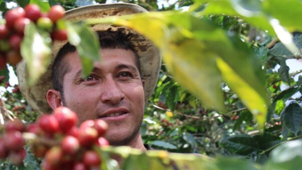 Hombre con sombrero entre ramas de café con frutos rojos y verdes. Referencia a caficultores de Antioquia.