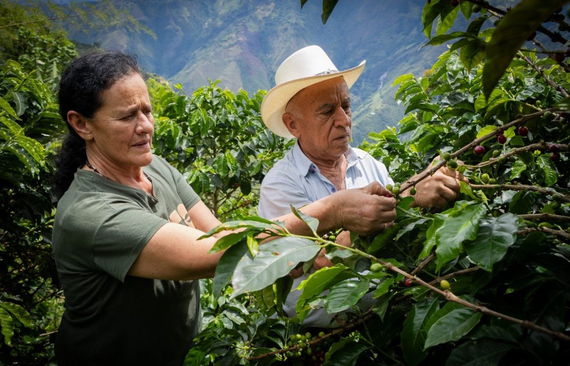 Caficultores de Antioquia lanzan llamado urgente por los efectos de El Niño