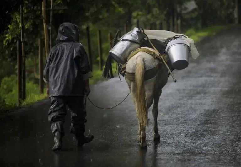 Persona con impermeable junto a un caballo cargado de recipientes en una vía rural. Referencia a desplazamiento en Remedios.