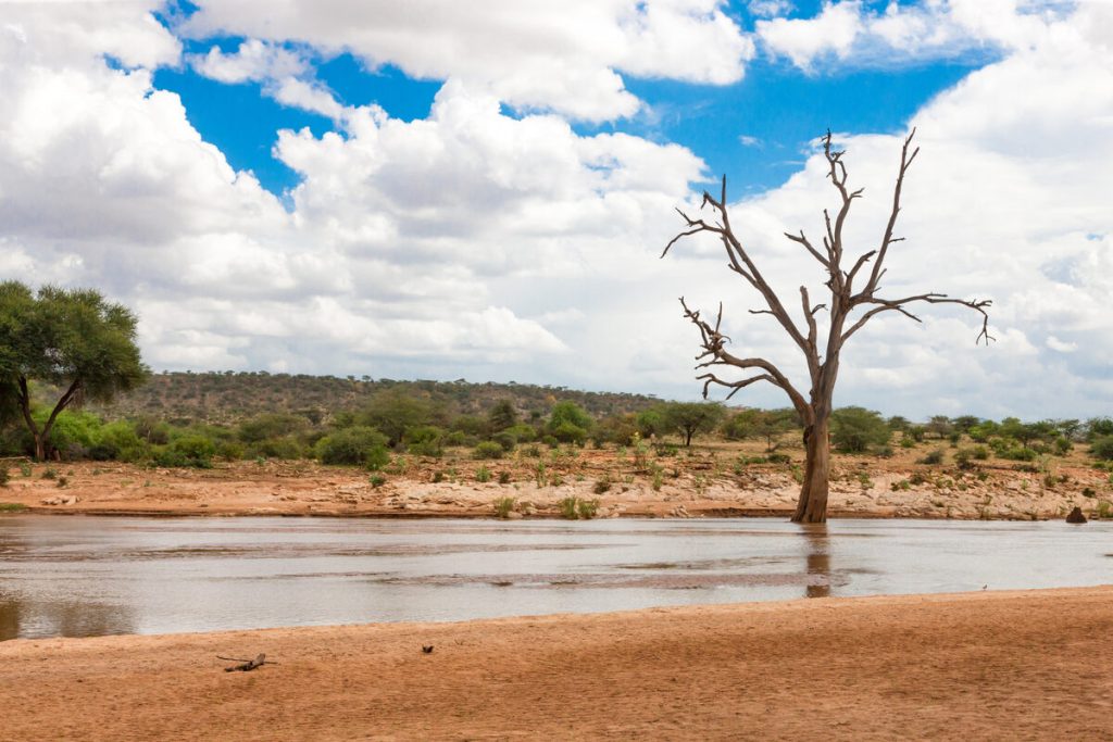 Paisaje seco con un árbol sin hojas durante el fenómeno de El Niño.